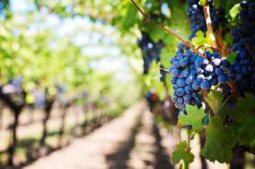 Oregon Wine Tours – Willamette Valley and Hood River area Shanghai Portland Party Bus and Tours